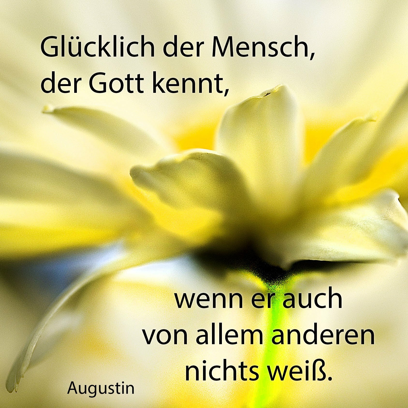 Buch "Der Blumenmönch - Sei ruhig unvernünftig"