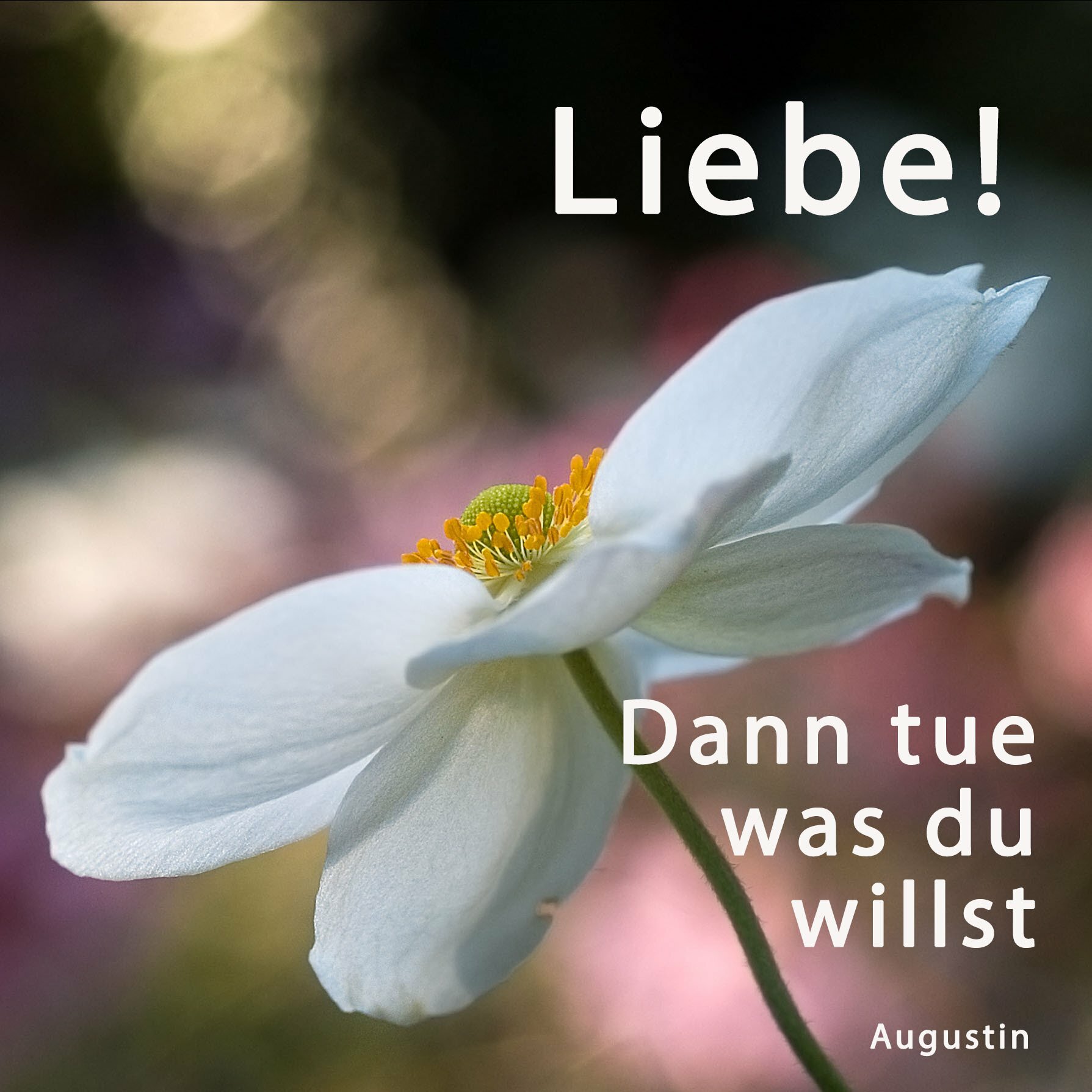 Buch "Der Blumenmönch - Sei ruhig unvernünftig"