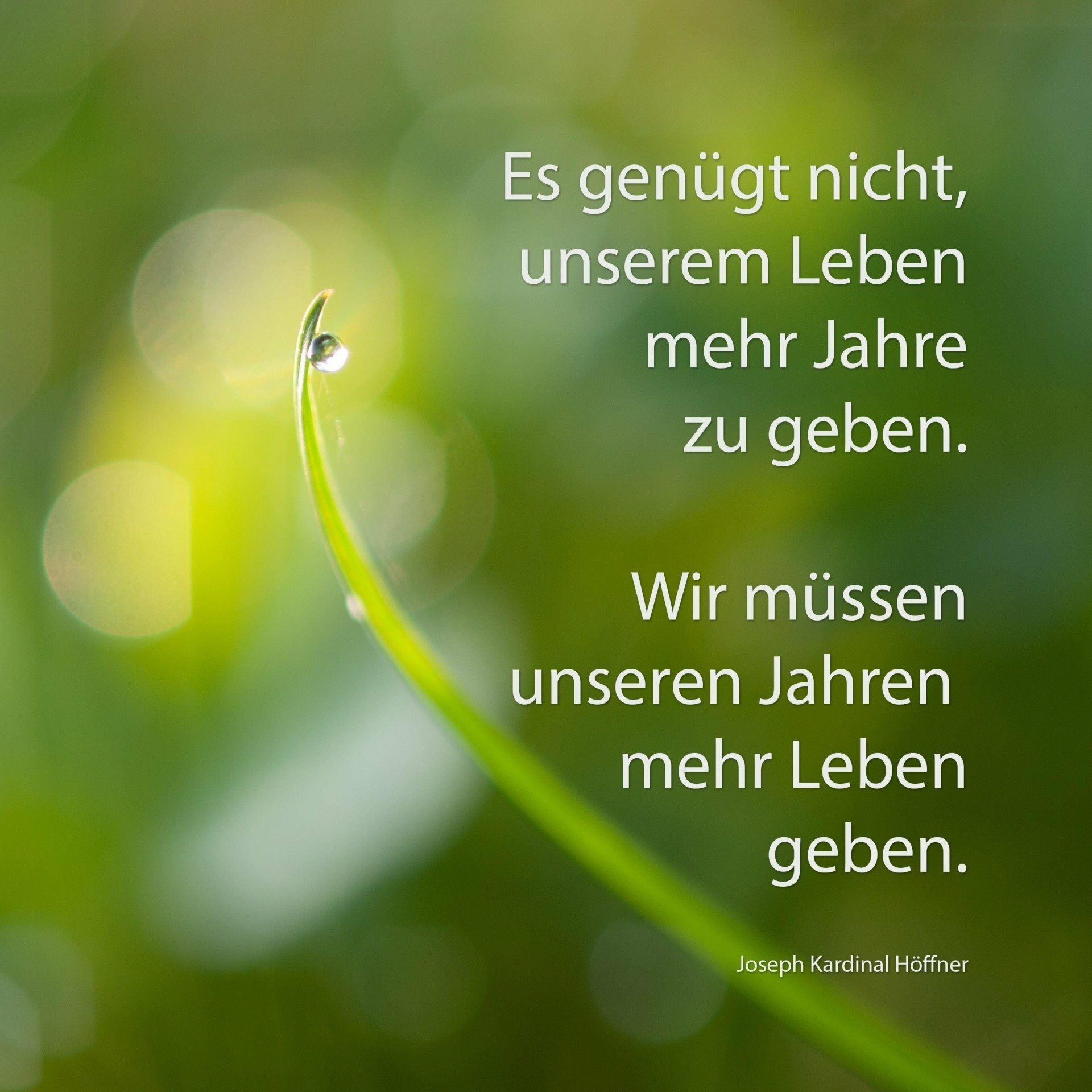 Buch "Der Blumenmönch - Sei ruhig unvernünftig"
