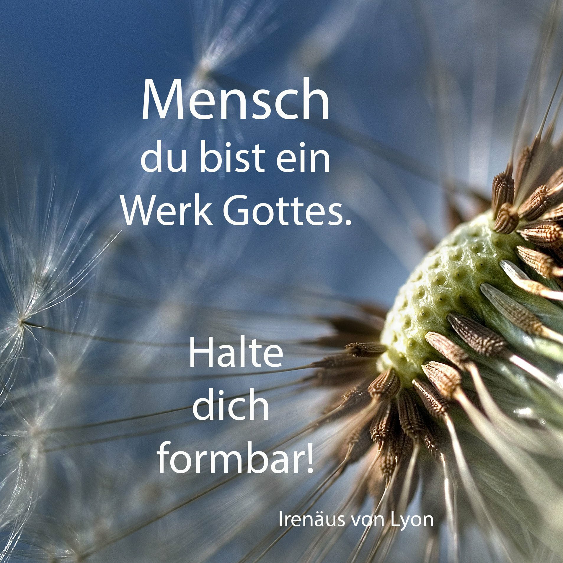 Buch "Der Blumenmönch - Sei ruhig unvernünftig"